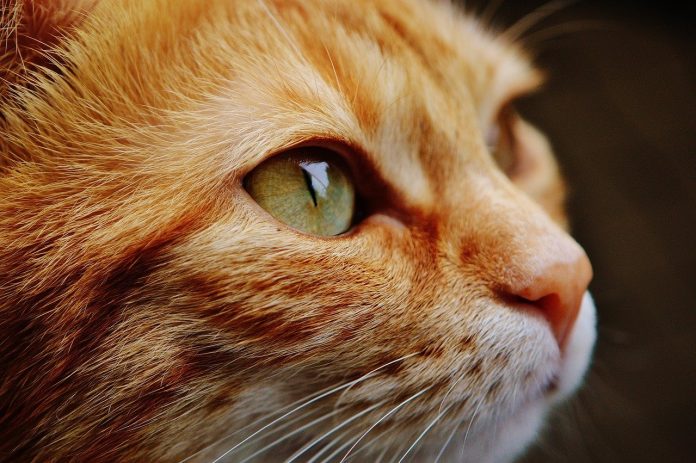 Брутална жестокост: Убиха бременна котка в Троян