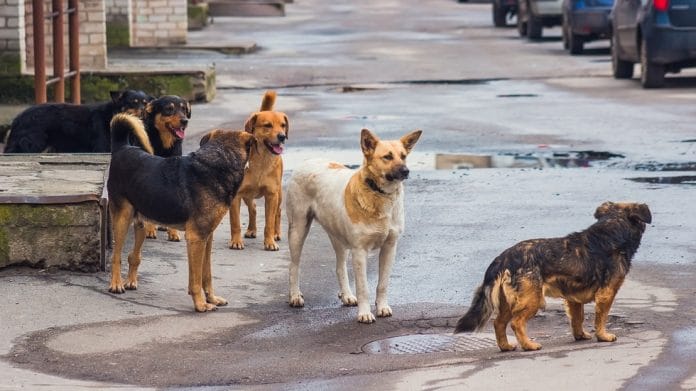 Десетки бездомни кучета тормозят селата в Борово
