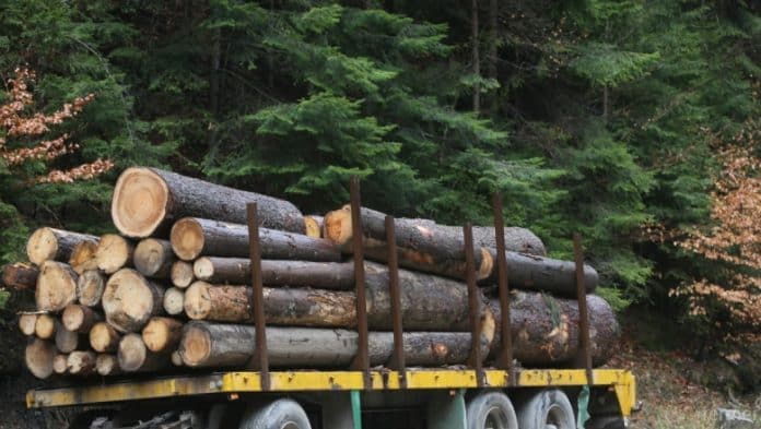 Заловиха 66-годишен мъж от Сеново, превозващ незаконна дървесина