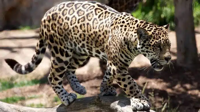 Заради селфи леопард ухапа момиче в зоопарка във Варна